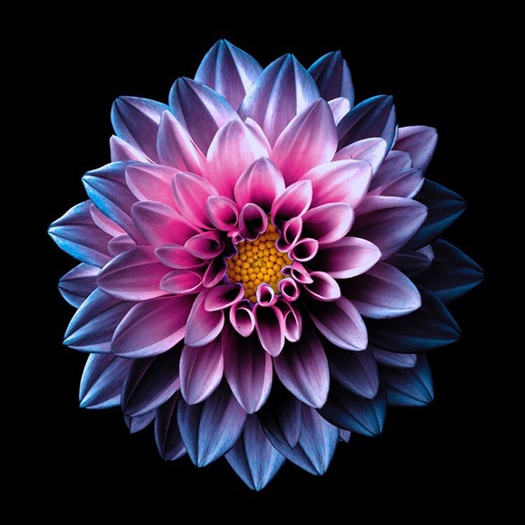 Meet your Posher, June - Picture 1 of 1